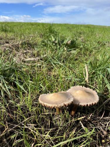 mushroom-2